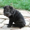 Keshia2a_20091028