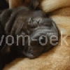 Alle1_20091101a