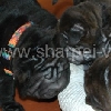 AlleSchaf_20091104a
