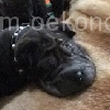 Alle11a_20091112