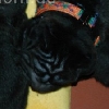 Alle6a_20091112