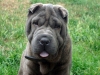 buddssommer