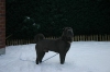 buddy1