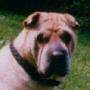 Nolla