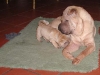 shar-pei-050306-FridaBruna3a.jpg