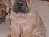 shar-pei-110306-Fela11a.jpg