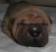 shar-pei-130306-hdc-4a.jpg