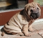 shar-pei-190306-Fanny1a.jpg