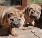 shar-pei-190306-FelaFrida1a.jpg