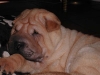 shar-pei-190306-Fido1a.jpg