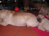 shar-pei-260306-BrunaFido1a.jpg