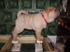 shar-pei-260306-Fido2a.jpg