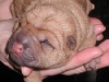 shar-pei-ruede1.jpg