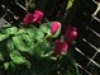 dscf2959a