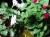 dscf2961a
