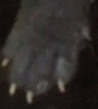 ha1