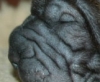 rg1a