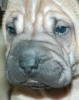 molly1a