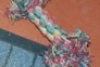 005alleresta