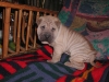 shar-pei-0212Hakon7.jpg