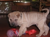 shar-pei-0212Hayo3.jpg