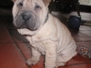 shar-pei-0212Hayo4.jpg