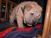 shar-pei-0212Hetty5.jpg