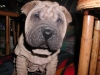 shar-pei-0212Hiro4.jpg