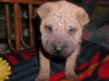 shar-pei-0212Hito3.jpg