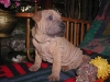 shar-pei-0212Hito6.jpg