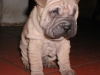 shar-pei-1711Hayo6.jpg