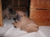 shar-pei-1711Hetty5.jpg