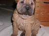 shar-pei-1711Hetty6.jpg