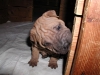 shar-pei-1711Hiro7.jpg