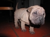 shar-pei-1711Hito1.jpg