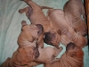 shar-pei-1711alle2.jpg