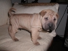 shar-pei-2511Hakon8.jpg