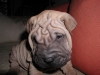 shar-pei-2511Hito1.jpg