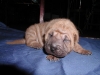 shar-pei-2810H1a.jpg