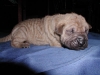 shar-pei-2810RA1a.jpg