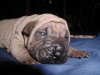 shar-pei-2810RB3a.jpg