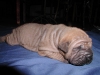 shar-pei-2810RC1b.jpg