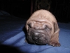 shar-pei-2810RC2a.jpg