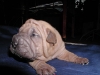 shar-pei-2810RE2a.jpg