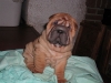 shar-pei-051008-Jela1.jpg