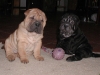 shar-pei-051008-Joy2.jpg