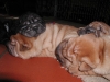 shar-pei-051008-alle1.jpg