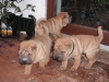 shar-pei-121008-alle1.jpg