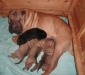 shar-pei-140908-alle2.jpg