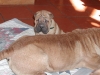 shar-pei-191008-Judy1.jpg